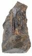Rooted Triceratops Tooth - Montana #56474-2